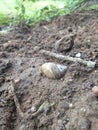 Ã°Å¸ÂÅ¡ shell pond soil mud life Royalty Free Stock Photo